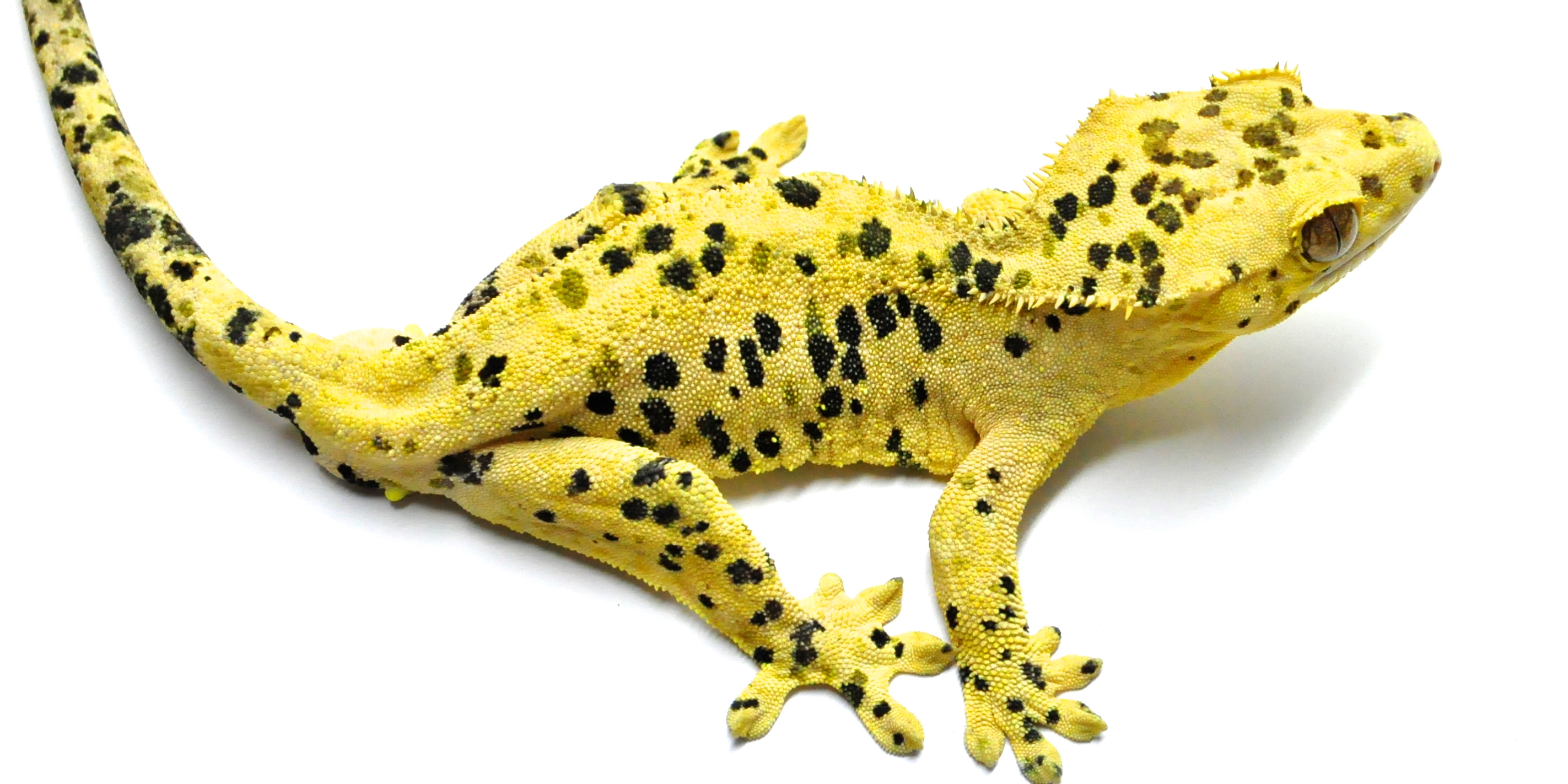 Crested Gecko Morph Chart