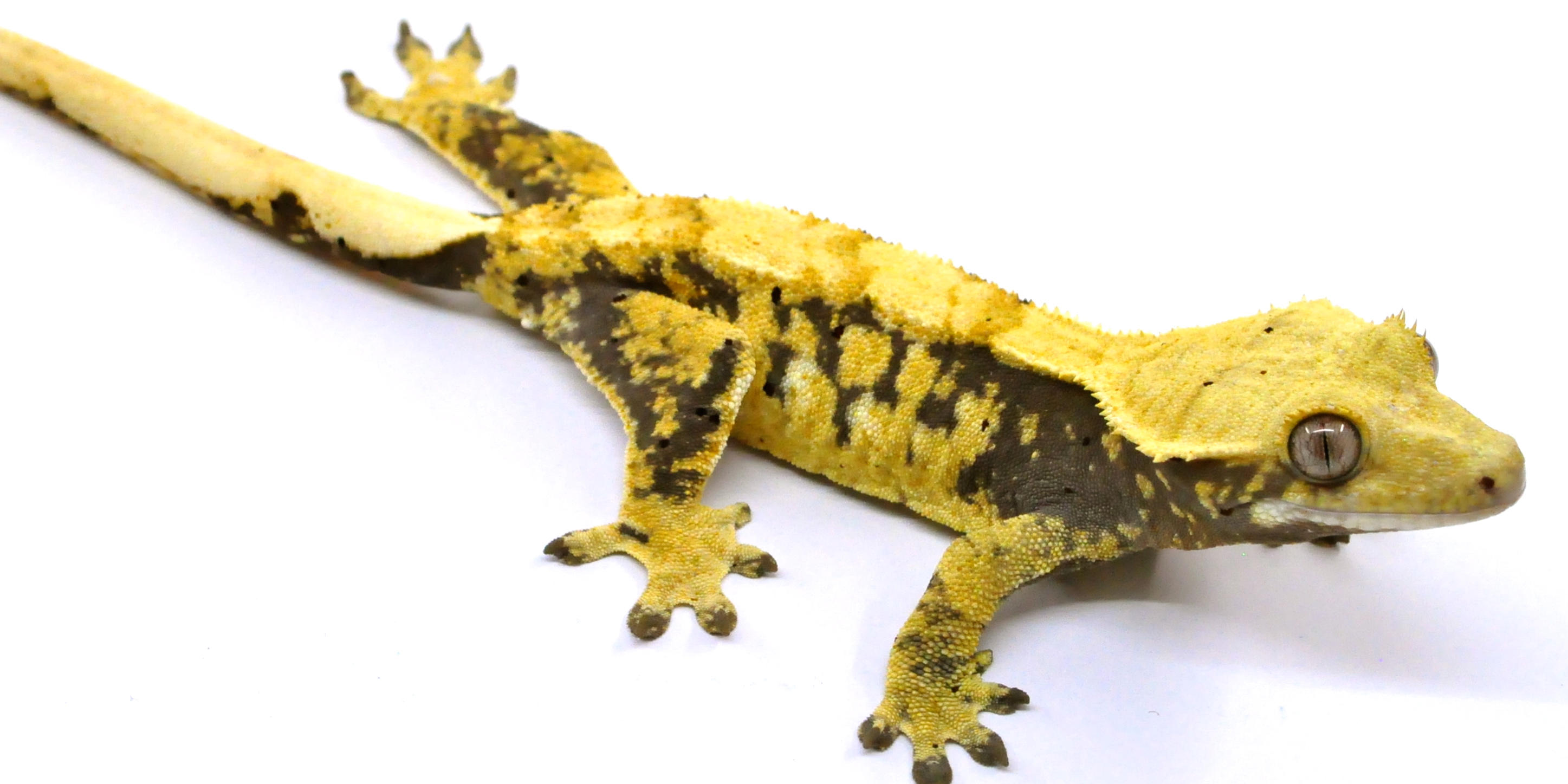 Extreme Crested Gecko Morphs Lillyexotics Geckos Colors Patterns,Melt Chocolate Machine